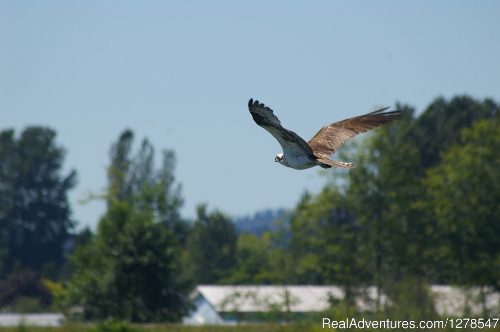 Osprey in flight | Sunset, View Wildlife, Party or just Relax | Image #2/7 | 