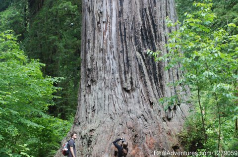 Explore the Giant Redwoods
