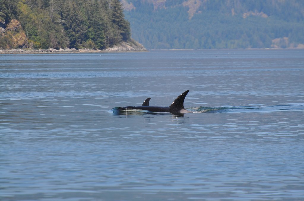 Orca | Campbell River Whale Watching & Adventure Tours | Image #3/4 | 