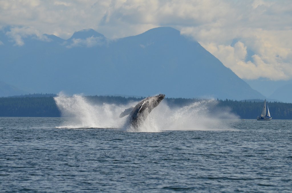 Humpback Whale | Campbell River Whale Watching & Adventure Tours | Campbell River, British Columbia  | Whale Watching | Image #1/4 | 