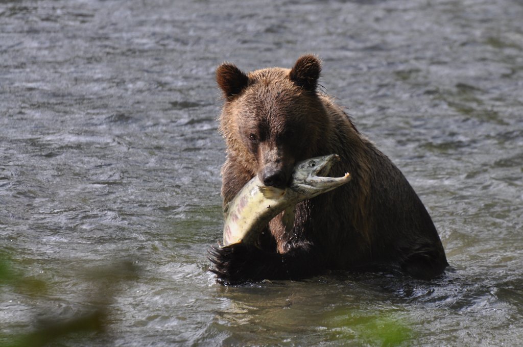 Grizzly Bear | Campbell River Whale Watching & Adventure Tours | Image #4/4 | 
