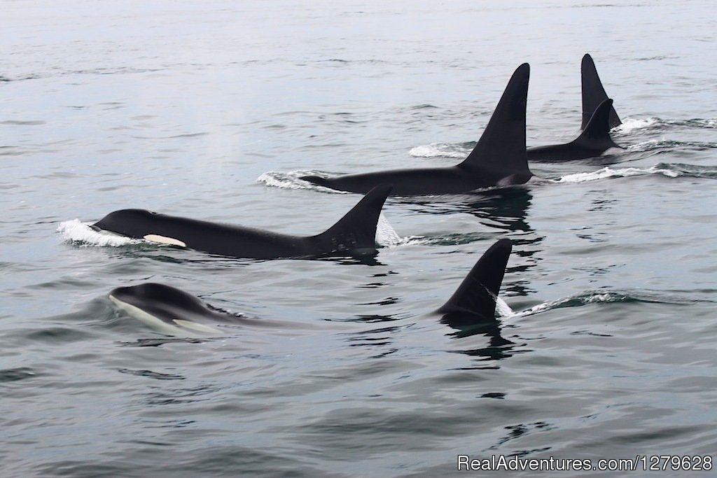 Surfacing Orca | Five Star Whale Watching | Image #3/15 | 