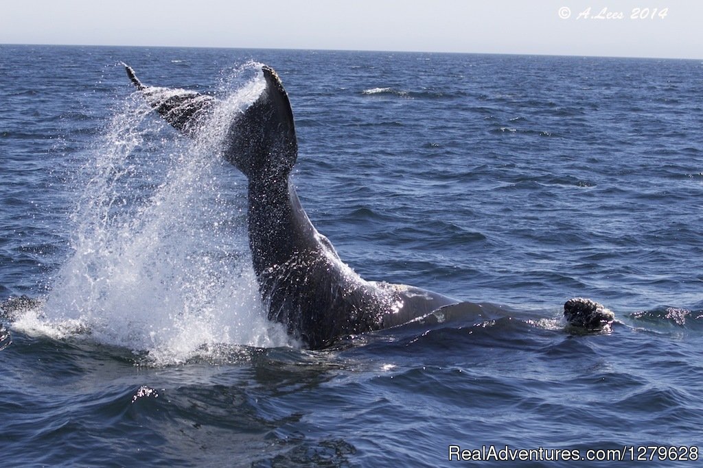 Breaching Humpback Whale | Five Star Whale Watching | Image #5/15 | 
