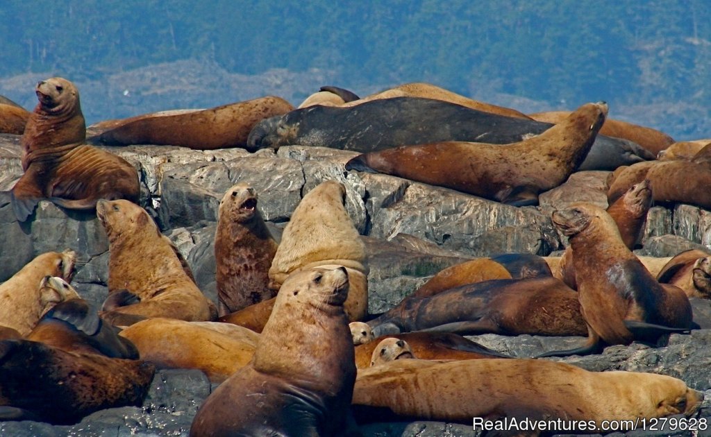Sea Lions And Seals | Five Star Whale Watching | Image #12/15 | 