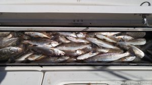 Custom Charters | Theriot, Louisiana | Fishing Trips