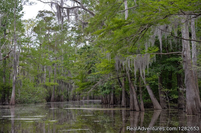 The Last Wilderness Swamp Tours | Bayou Sorrel, Louisiana  | Eco Tours | Image #1/12 | 