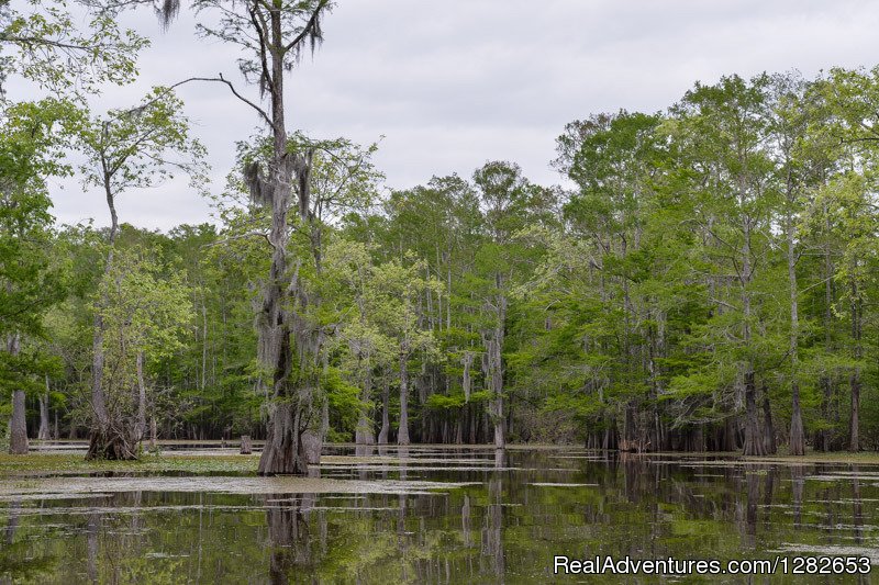 The Last Wilderness Swamp Tours | Image #3/12 | 