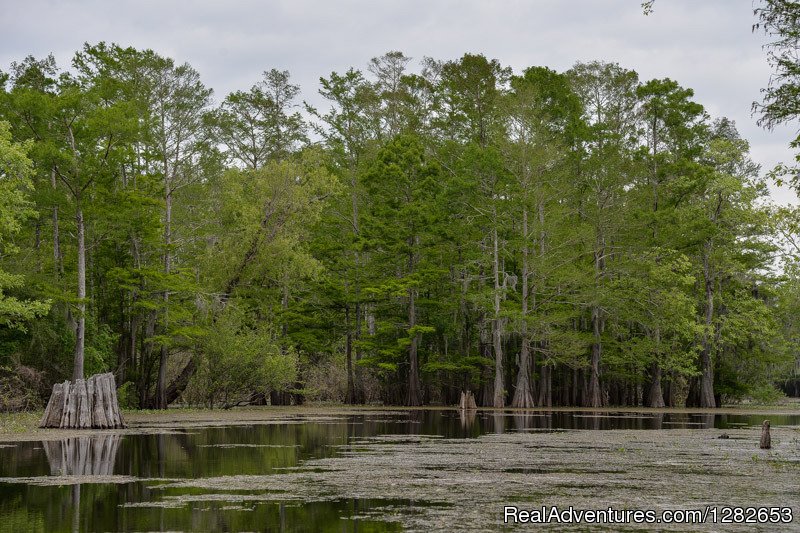 The Last Wilderness Swamp Tours | Image #4/12 | 