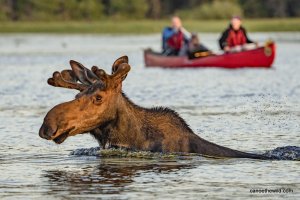 Canoe The Wild | Danforth, Maine | Kayaking & Canoeing