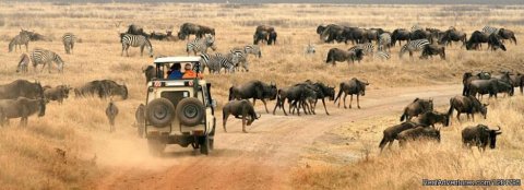 Wildebeest and Zebras in Serengeti