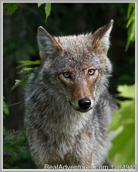 The Algonquin Eastern Red Wolf