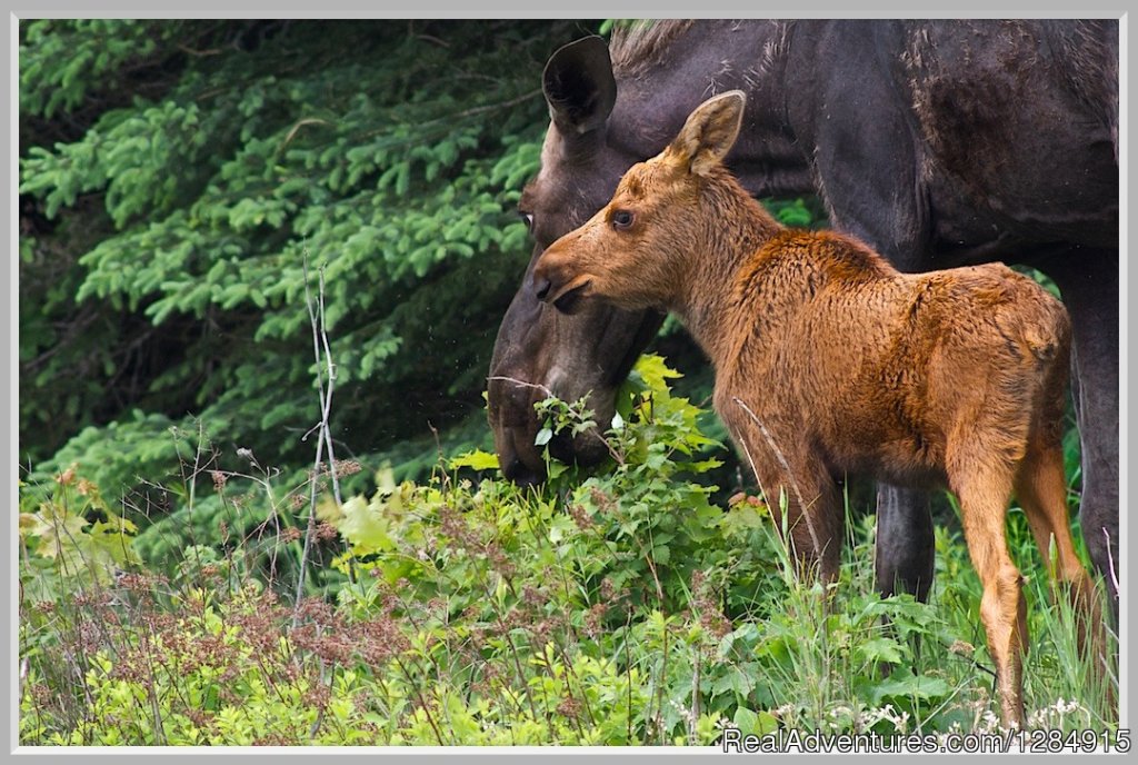 Moose and Calf | Guided Canoe & Kayak Tours into Algonquin Park | Image #6/8 | 
