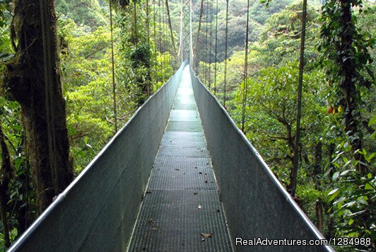 Hanging Bridges | Volunteer Adventures in Costa Rica | Image #3/12 | 