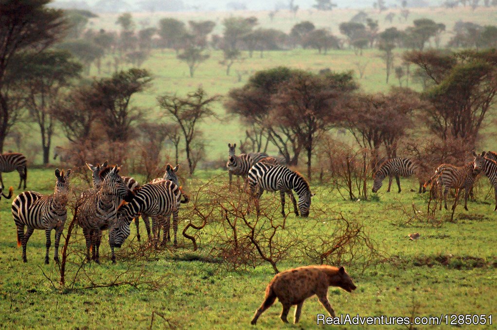 Serengeti | Agama Tours and Safaris | Image #2/5 | 