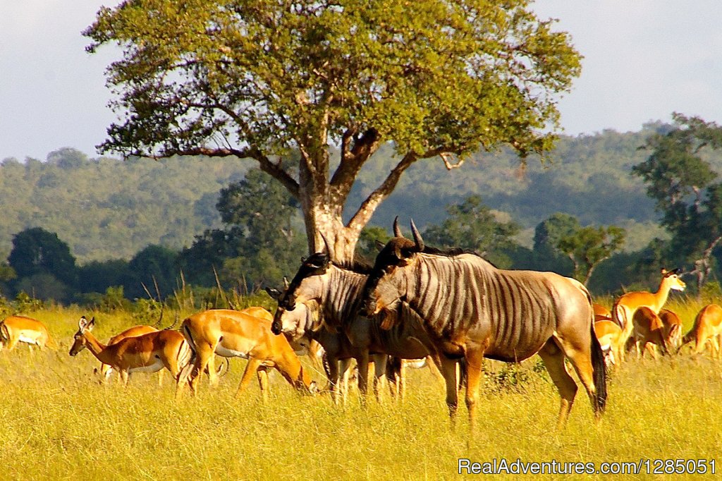 Agama Tours and Safaris | Arusha, Tanzania | Sight-Seeing Tours | Image #1/5 | 