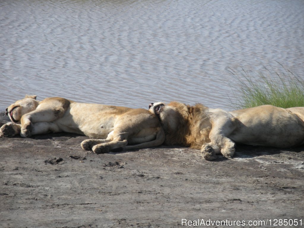 Lion in Tarangire | Agama Tours and Safaris | Image #5/5 | 
