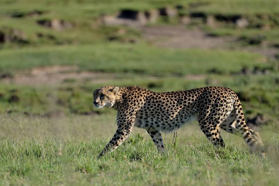 Cheetah | Jamboree Africa Tours and Safaris | Image #3/5 | 