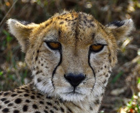 Masai Mara Cheetah