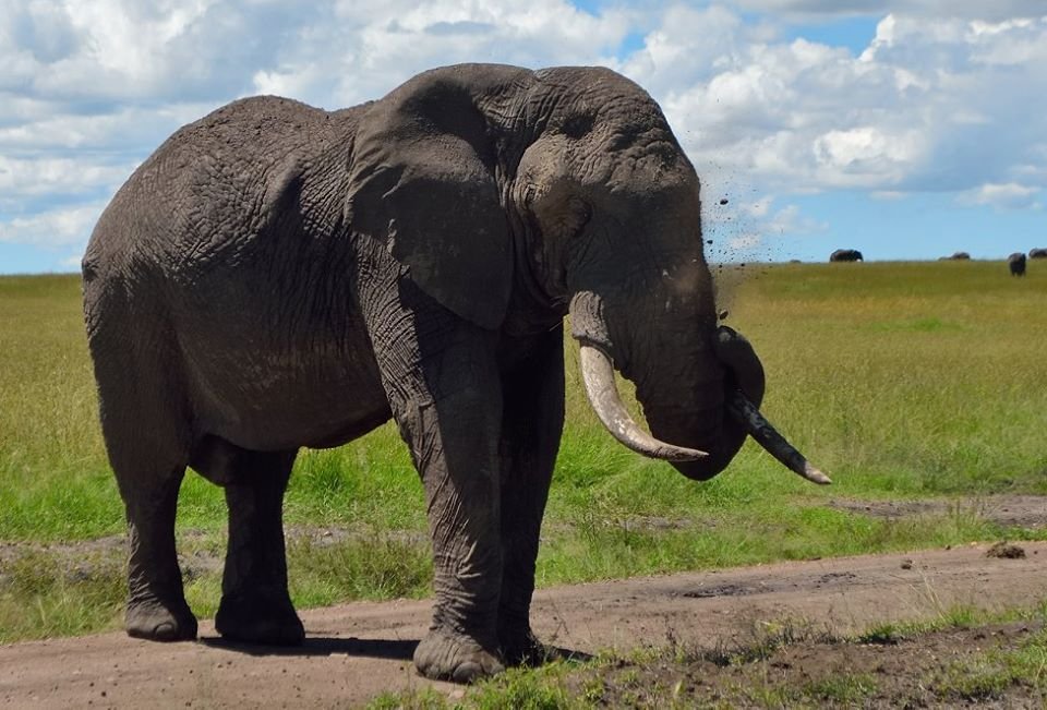 Masai Mara Elephant | Jamboree Africa Tours and Safaris | Image #5/5 | 