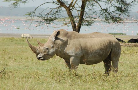 Rhino In Masai Mara
