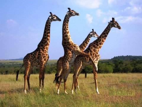 Giraffe Mating In Masai Mara