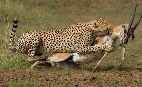Leopard Hunt In Masai Mara