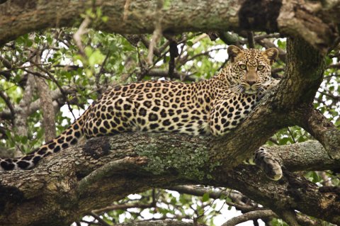 Leopard In Masai Mara