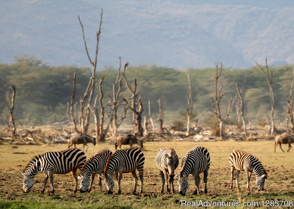 Sewrengeti National Park in Tanzania | 5 Day Safari to Zanzibar Island Itinerary | Arusha, Tanzania | Sight-Seeing Tours | Image #1/4 | 