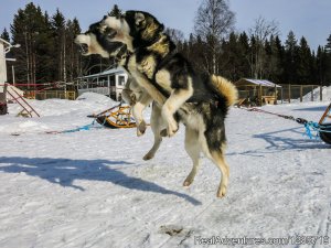 Northern light tour by dogsled in Swedish Lapland. | Lycksele, Sweden | Dog Sledding