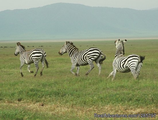 Masai Jungle Adventures | 4Day Safari to see Big 5 | Arusha, Tanzania | Wildlife & Safari Tours | Image #1/4 | 