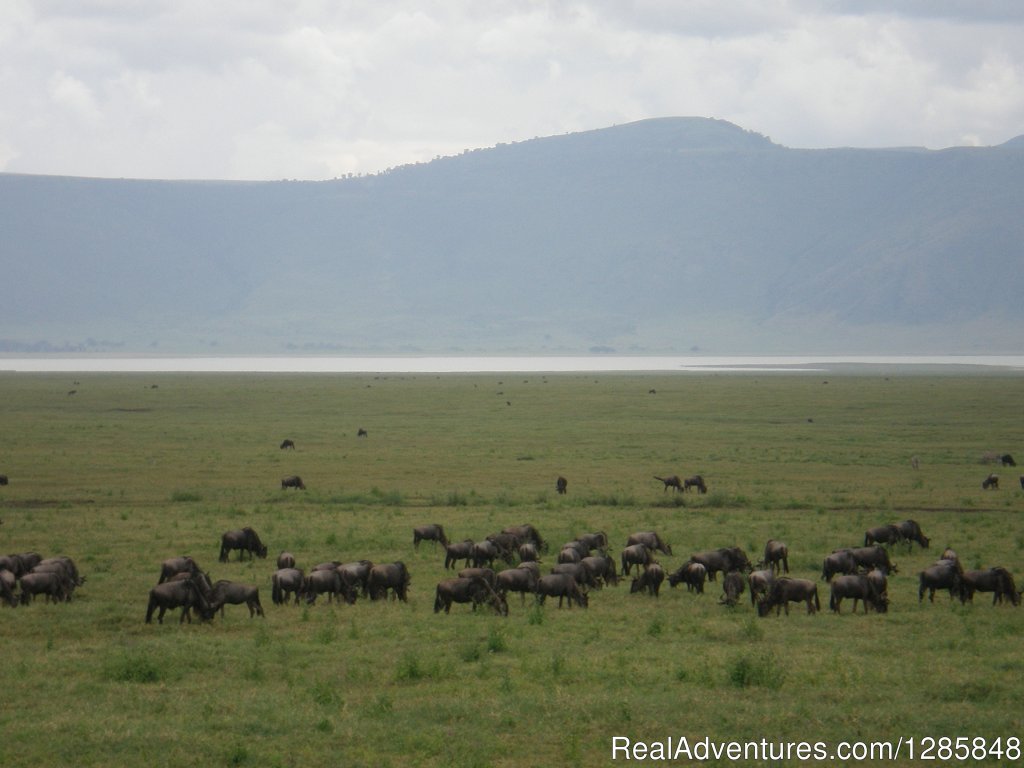 Day 3: Serengeti Plain To Ngorongoro Crater | 5 Days Tarangire,serengeti,ngorongoro&manyarara | Arusha, Tanzania | Wildlife & Safari Tours | Image #1/4 | 