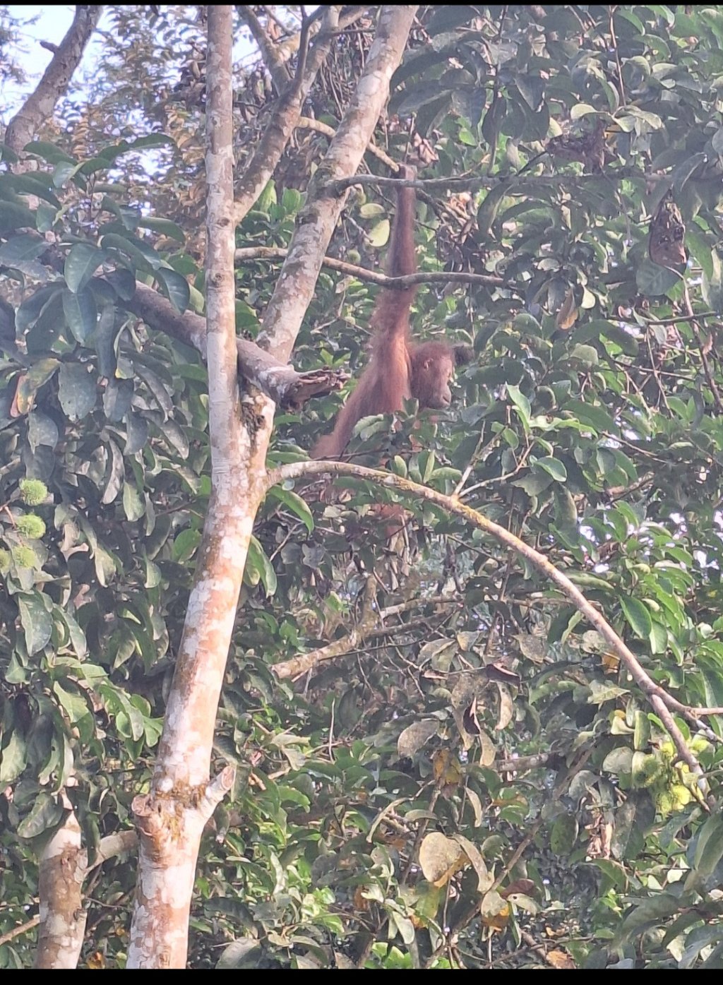 Orangutan Kutai National Park | Image #9/10 | 