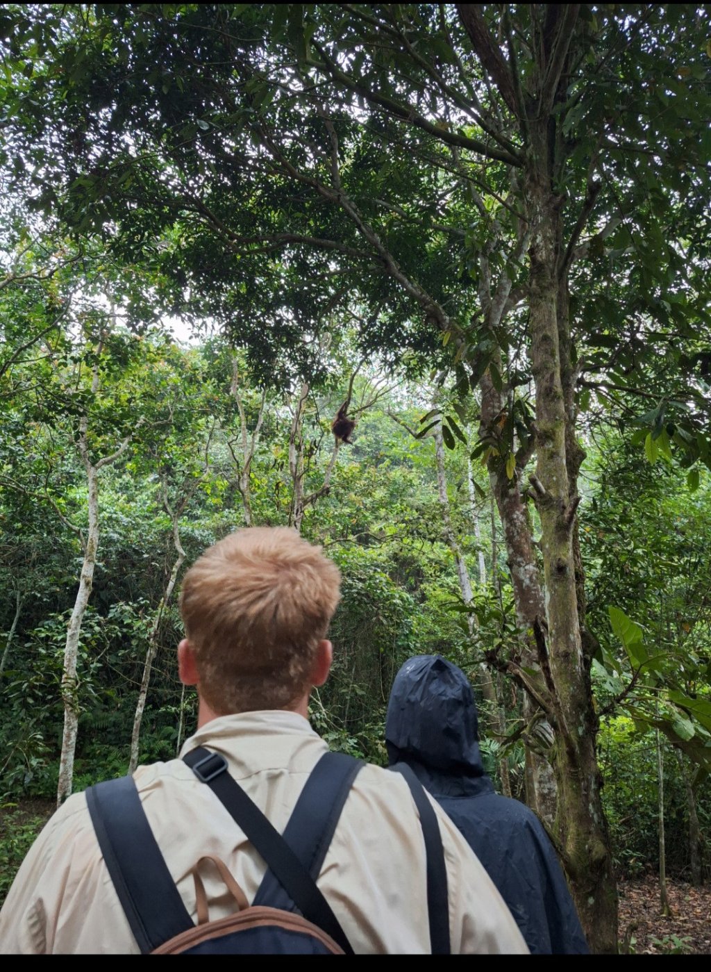 Close | Orangutan Kutai National Park | Image #7/10 | 