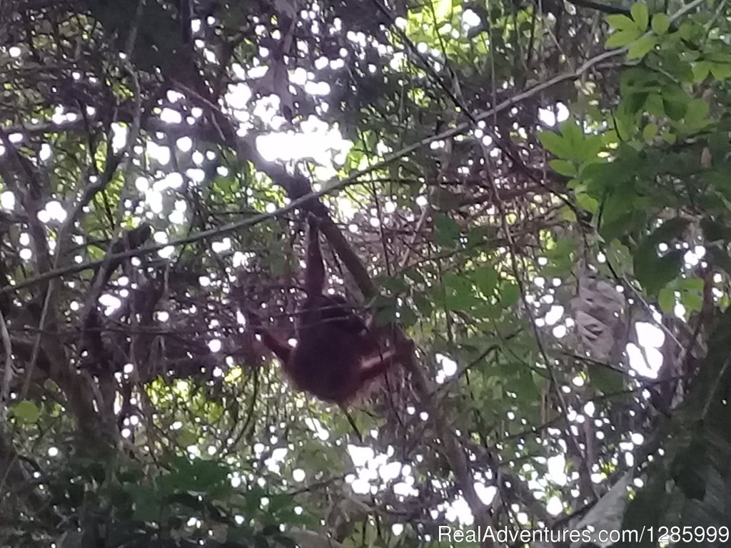 Sengkuang Tree | Orangutan Kutai National Park | Kalimantan, Indonesia | Eco Tours | Image #1/10 | 