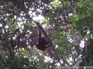 Orangutan Kutai National Park