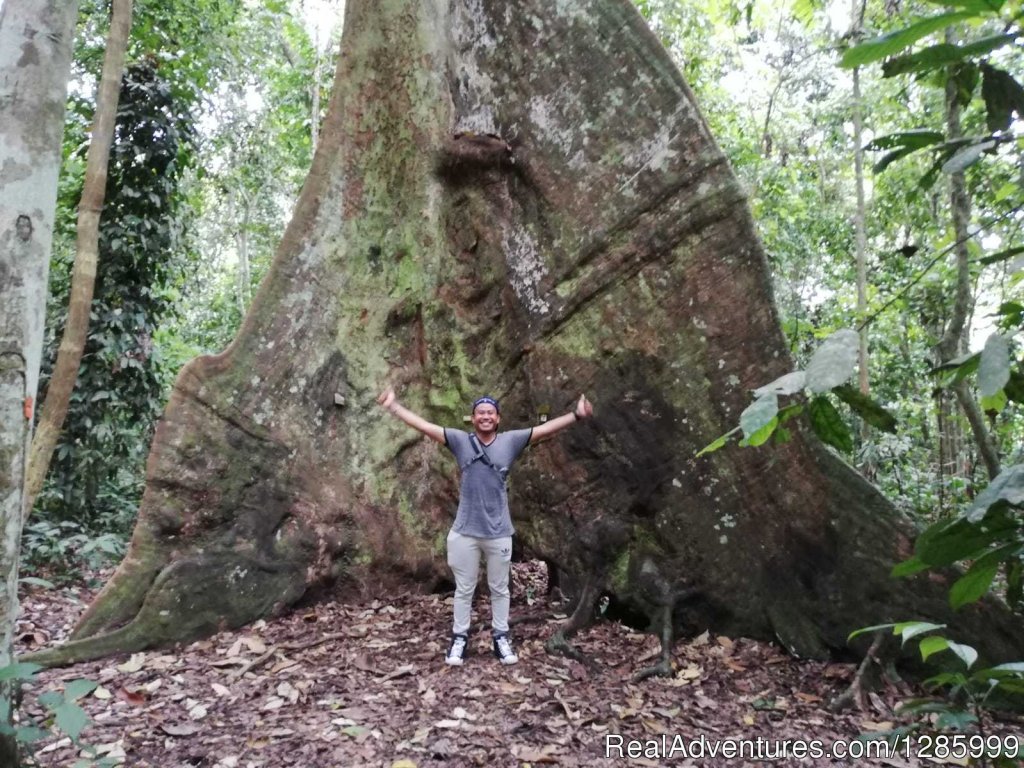 Wild And High | Orangutan Kutai National Park | Image #2/10 | 