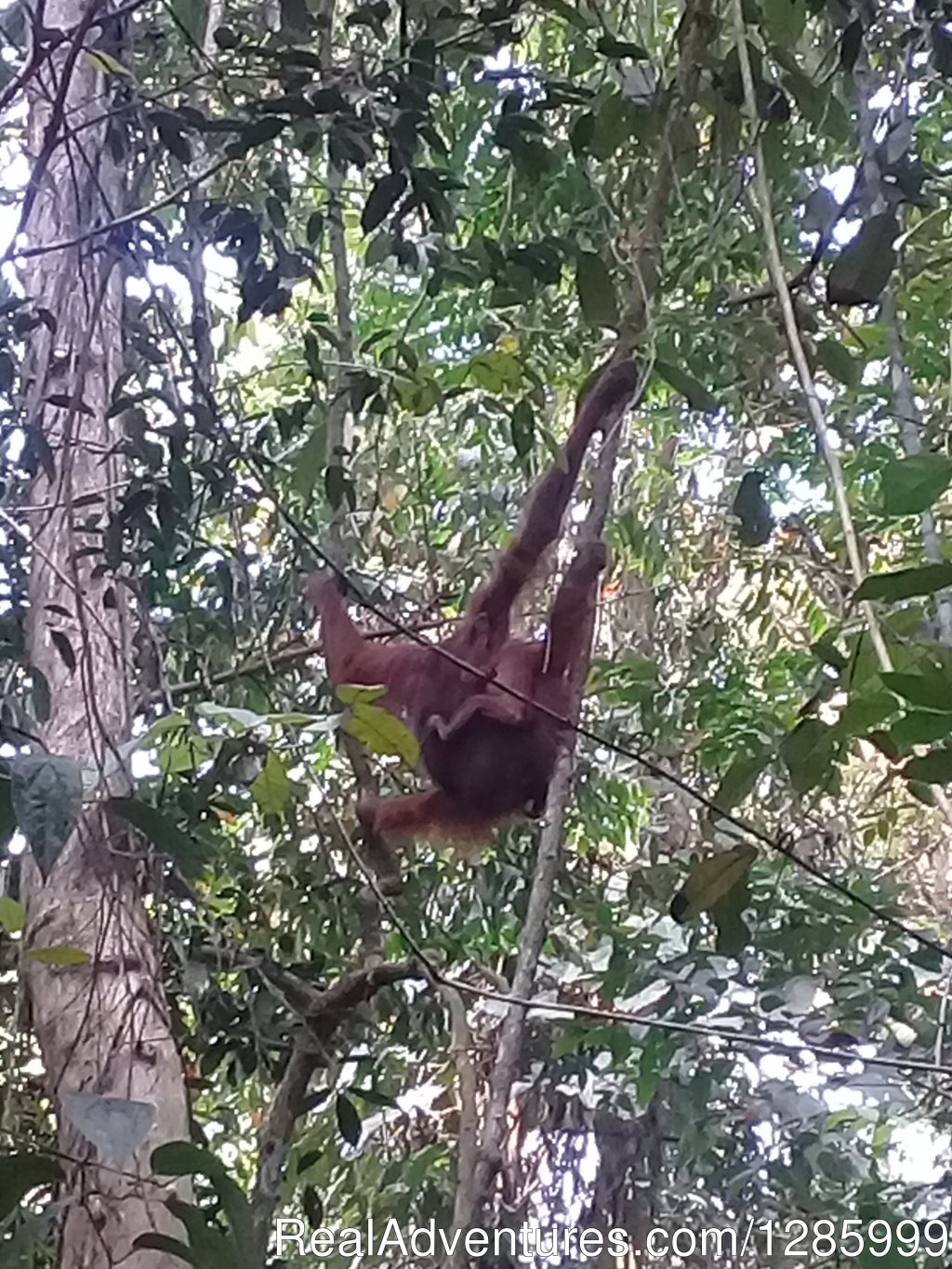 Trekking In Kutai National Park | Orangutan Kutai National Park | Image #6/10 | 