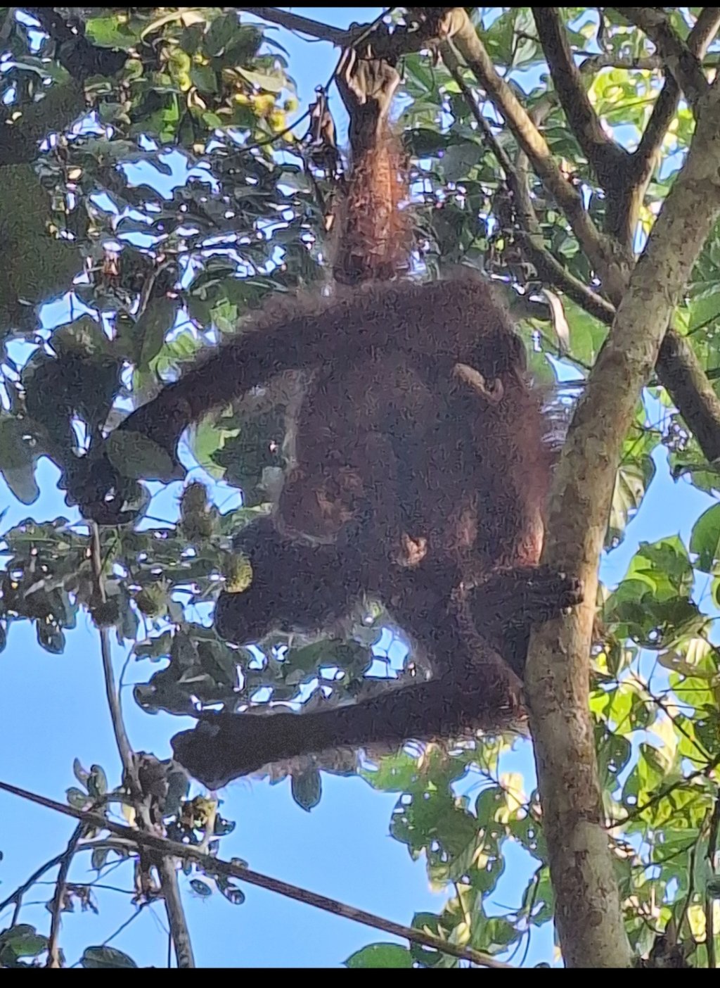 Wild Orangutan In Kutai National Park | Orangutan Kutai National Park | Image #4/10 | 