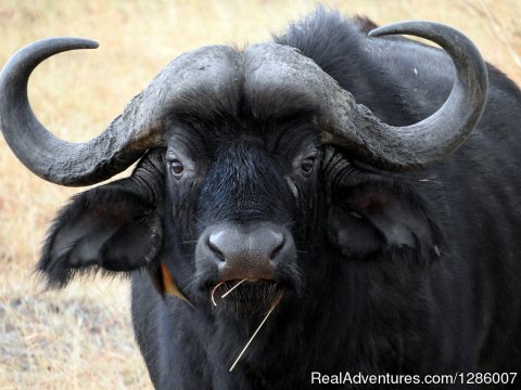 Cape buffalo hunting
