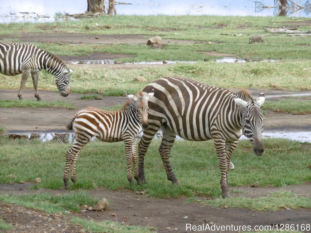 Zebras wondering around the Lake (Lake Nakuru) | Budget Holiday Safari in Kenya | Image #3/5 | 