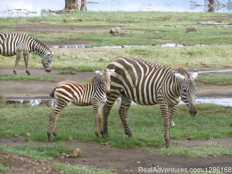 Zebras wondering around the Lake (Lake Nakuru)