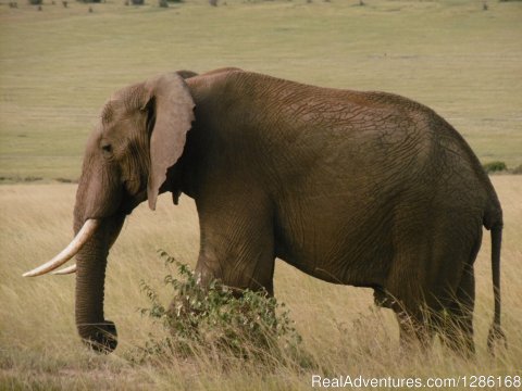 The African elephant in Masai Mara