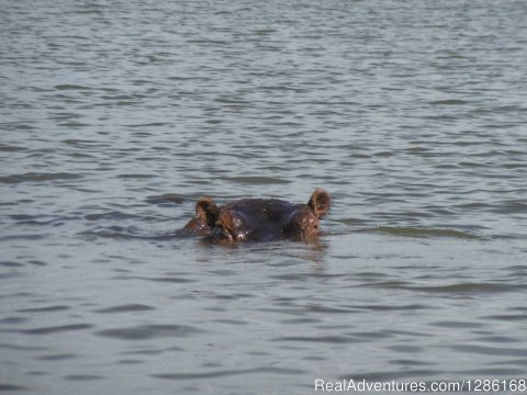 The hippo in Lake Naivasha