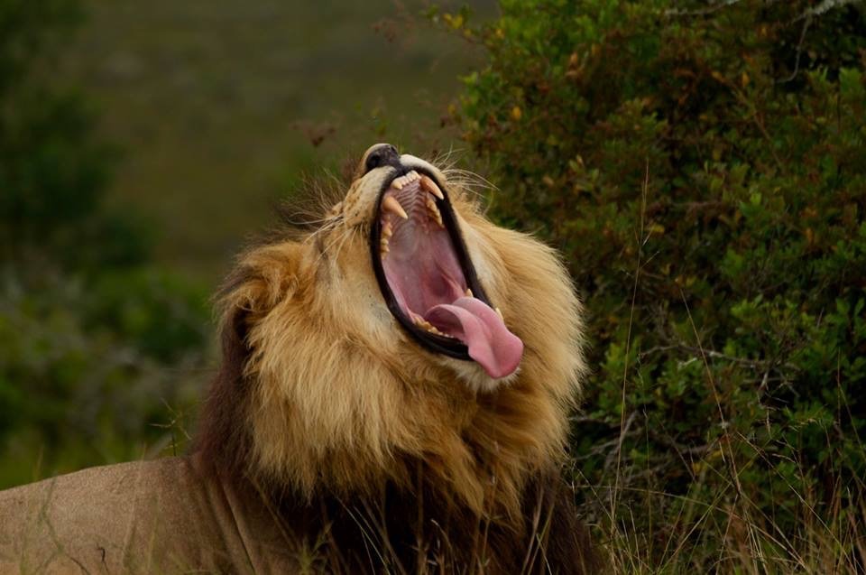Wildlife Volunteer - Nkonzo Wildlife | Image #3/8 | 