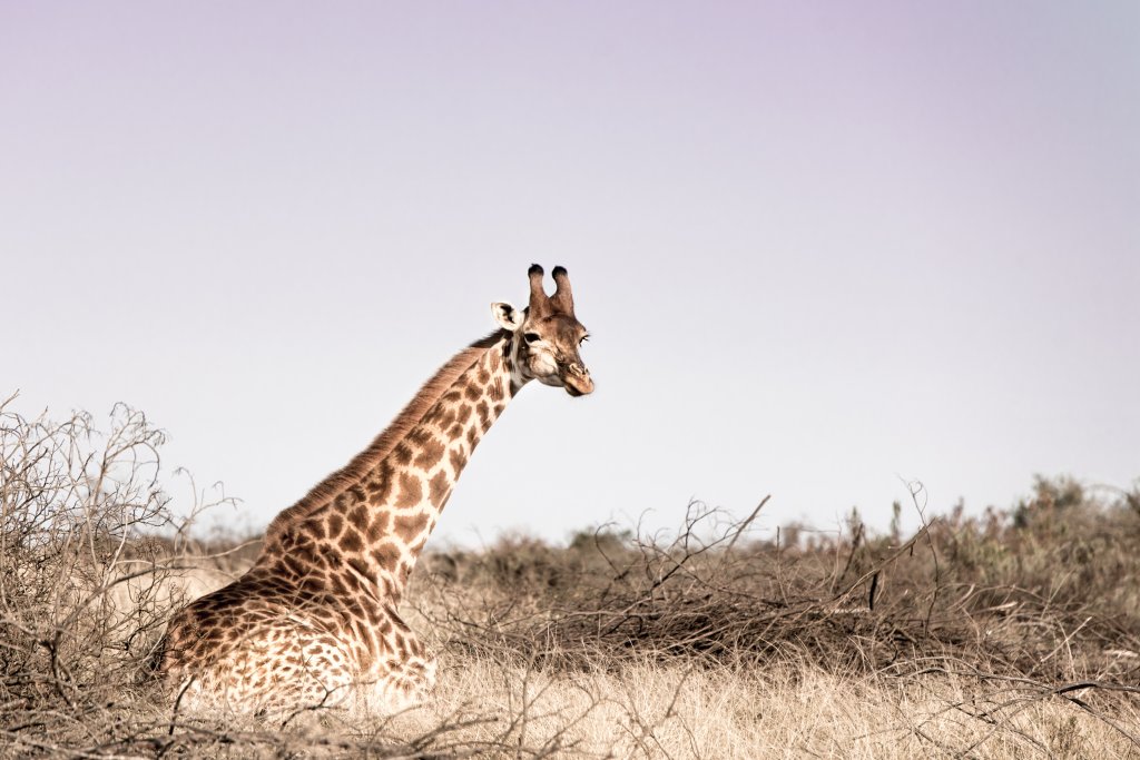 Wildlife Volunteer - Nkonzo Wildlife | Image #4/8 | 