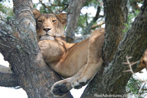Tree Climbing Lions in Queen Elizabeth National Park
