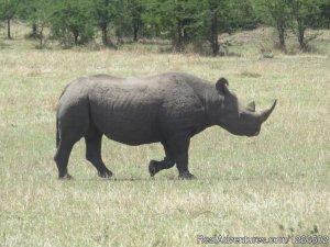 Pure Wildness Tanzania | Arusha, Tanzania | Wildlife & Safari Tours