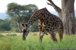 5 Days Manyara Np, Serengeti Np And Ngorongoro