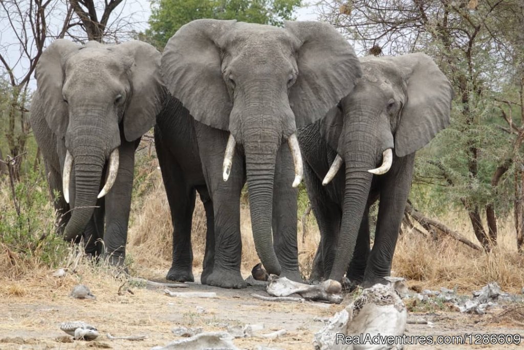 Elephants | 5 Days Manyara Np, Serengeti Np And Ngorongoro | Image #6/11 | 