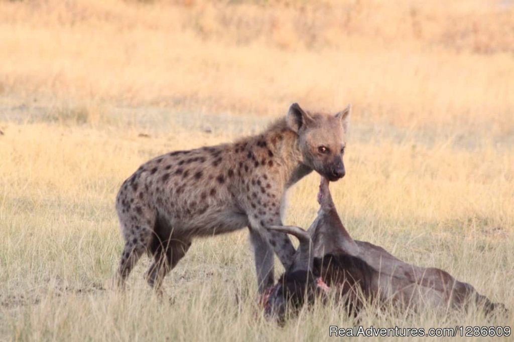 Hyenas | 5 Days Manyara Np, Serengeti Np And Ngorongoro | Image #7/11 | 